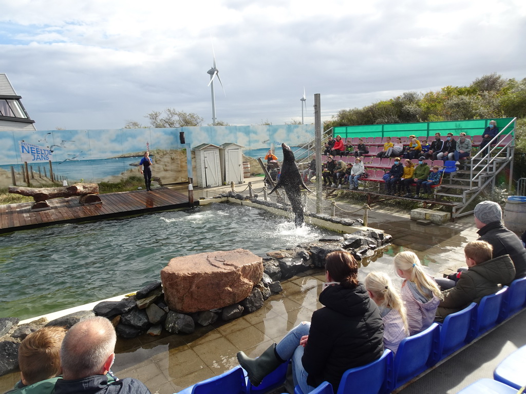 Zookeeper and a jumping California Sea Lion at the Deltapark Neeltje Jans, during the Sea Lion Show