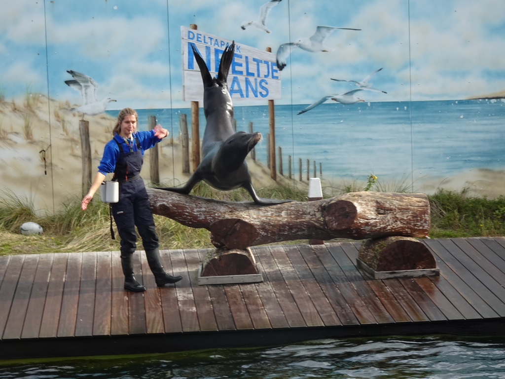 Zookeeper and California Sea Lion at the Deltapark Neeltje Jans, during the Sea Lion Show