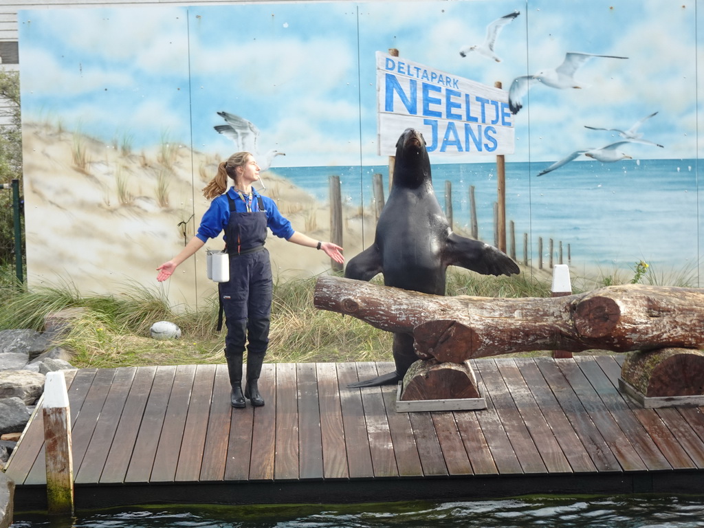 Zookeeper and California Sea Lion at the Deltapark Neeltje Jans, during the Sea Lion Show