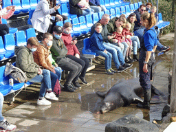 Zookeeper, California Sea Lion and the audience at the Deltapark Neeltje Jans, during the Sea Lion Show