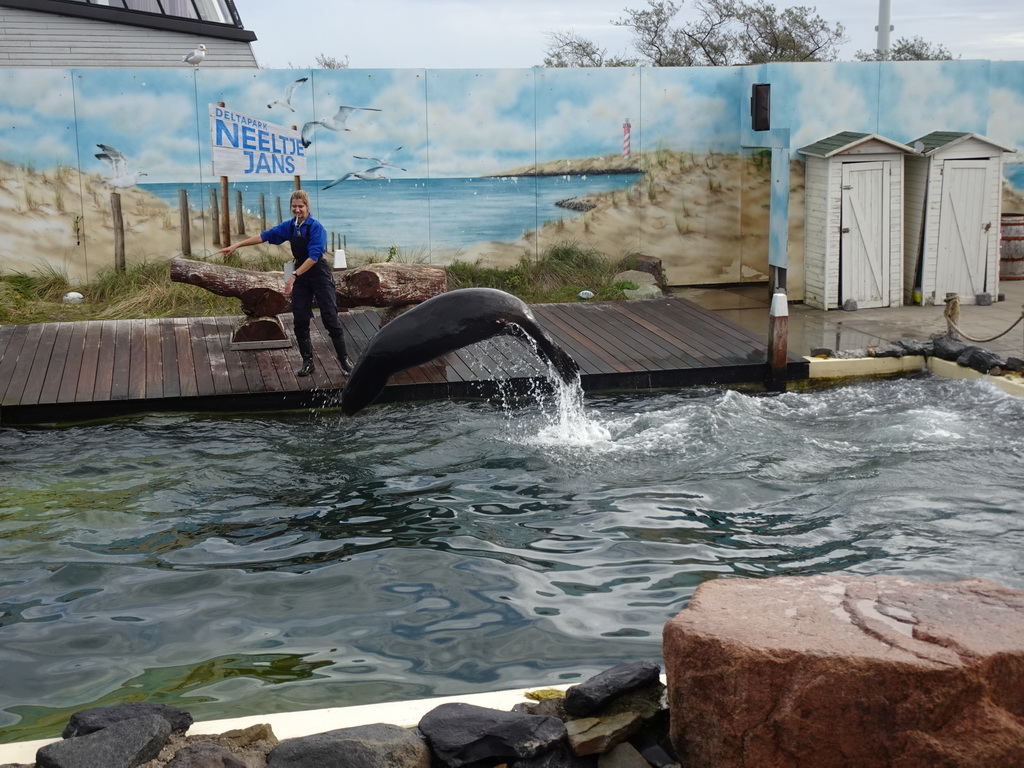 Zookeeper and a jumping California Sea Lion at the Deltapark Neeltje Jans, during the Sea Lion Show