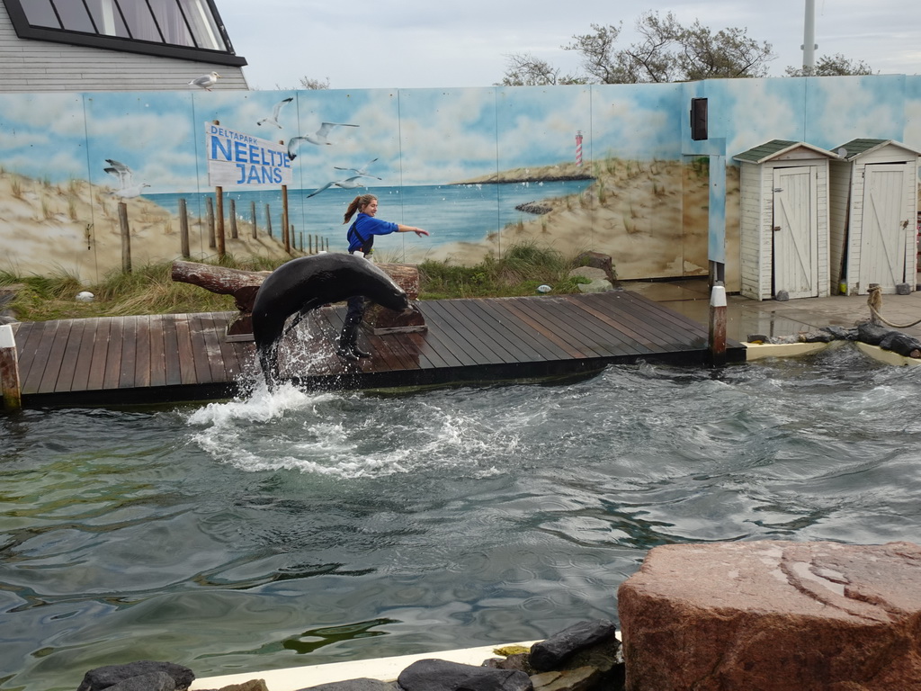 Zookeeper and a jumping California Sea Lion at the Deltapark Neeltje Jans, during the Sea Lion Show