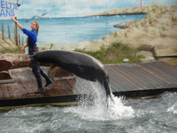 Zookeeper and a jumping California Sea Lion at the Deltapark Neeltje Jans, during the Sea Lion Show