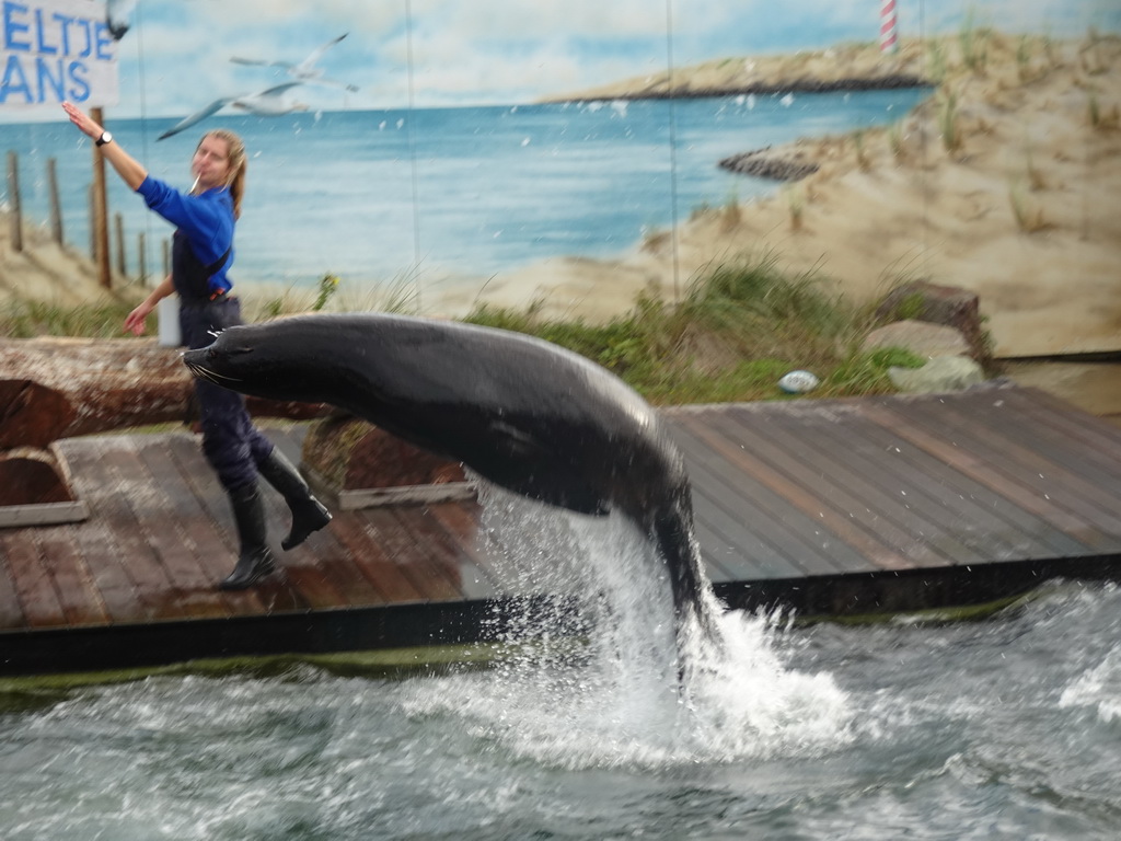 Zookeeper and a jumping California Sea Lion at the Deltapark Neeltje Jans, during the Sea Lion Show