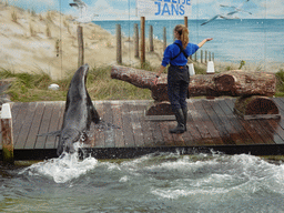 Zookeeper and California Sea Lion at the Deltapark Neeltje Jans, during the Sea Lion Show