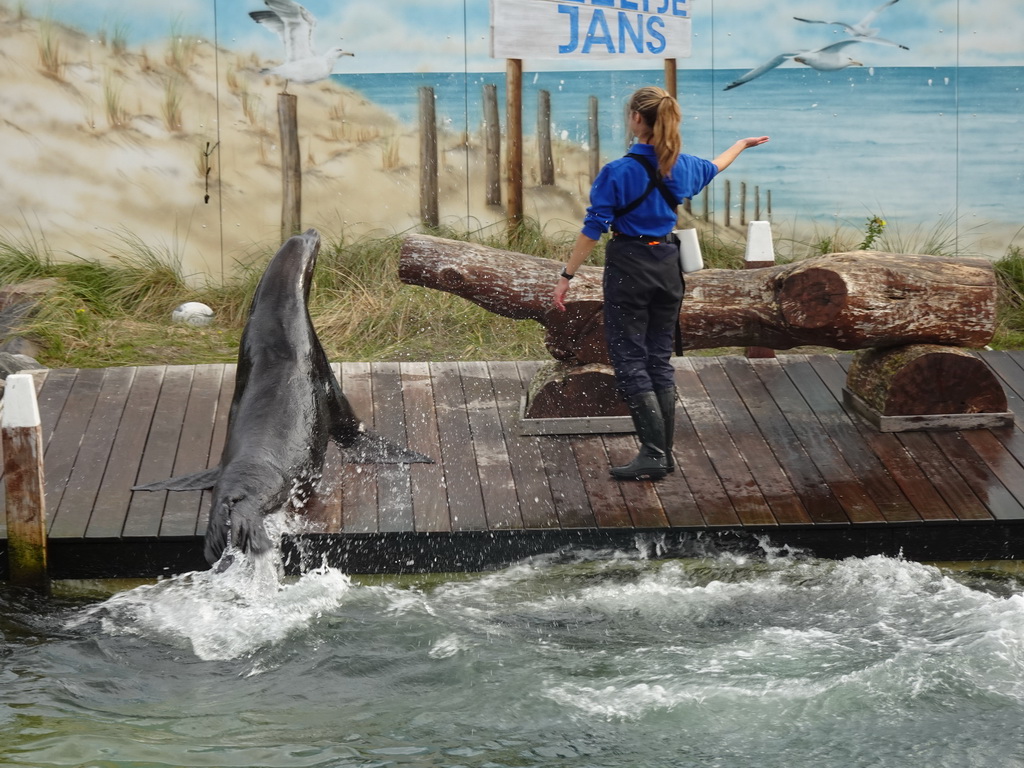 Zookeeper and California Sea Lion at the Deltapark Neeltje Jans, during the Sea Lion Show