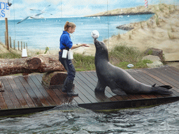 Zookeeper and California Sea Lion playing with a ball at the Deltapark Neeltje Jans, during the Sea Lion Show