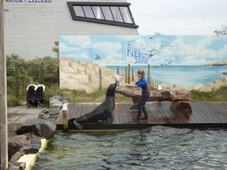 Zookeeper and California Sea Lion playing with a ball at the Deltapark Neeltje Jans, during the Sea Lion Show