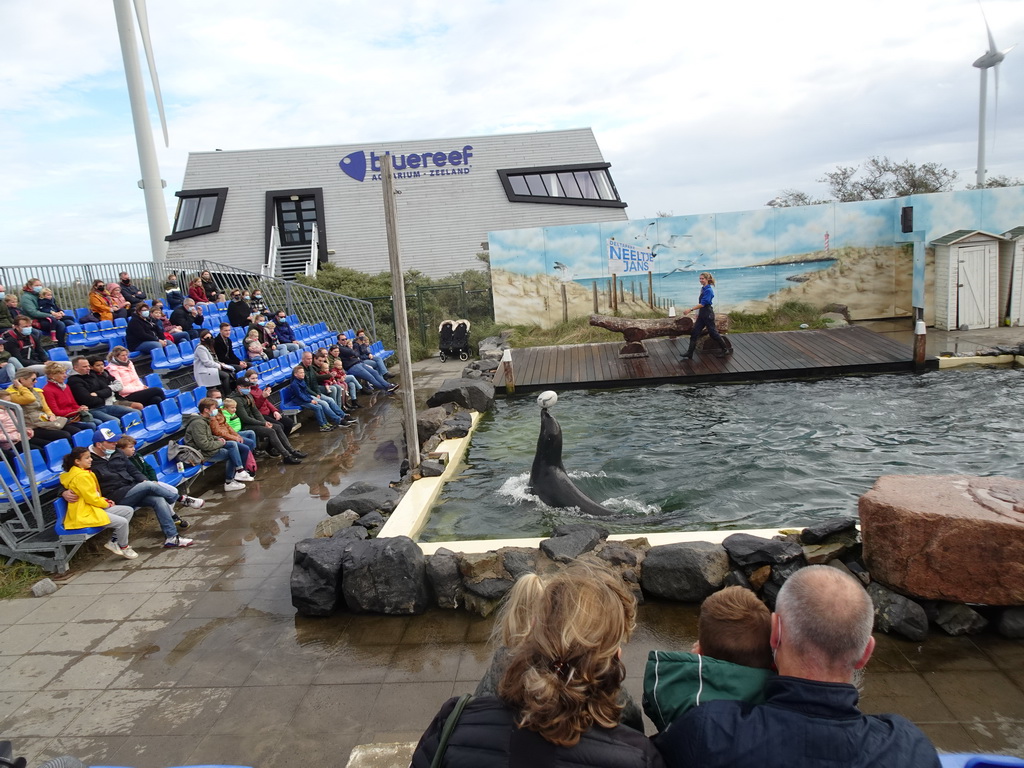 Zookeeper and California Sea Lion playing with a ball at the Deltapark Neeltje Jans, during the Sea Lion Show