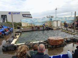Zookeeper and California Sea Lion playing with a stick at the Deltapark Neeltje Jans, during the Sea Lion Show