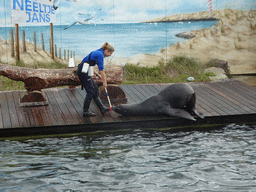 Zookeeper and California Sea Lion playing with a stick at the Deltapark Neeltje Jans, during the Sea Lion Show