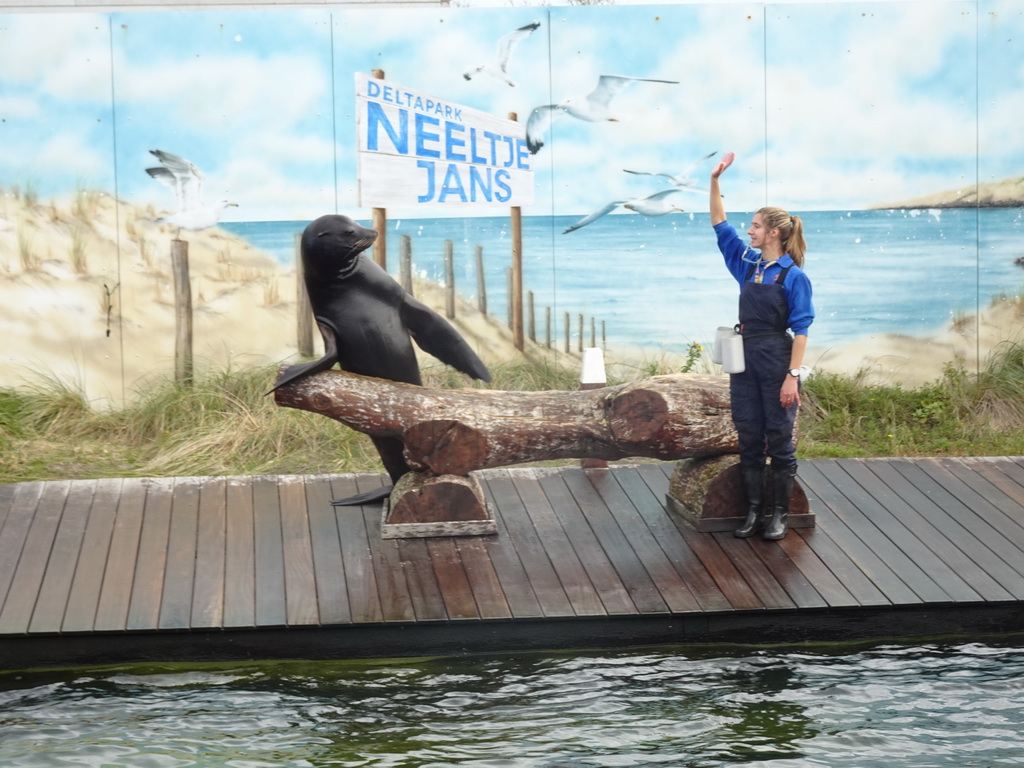 Zookeeper and California Sea Lion at the Deltapark Neeltje Jans, during the Sea Lion Show