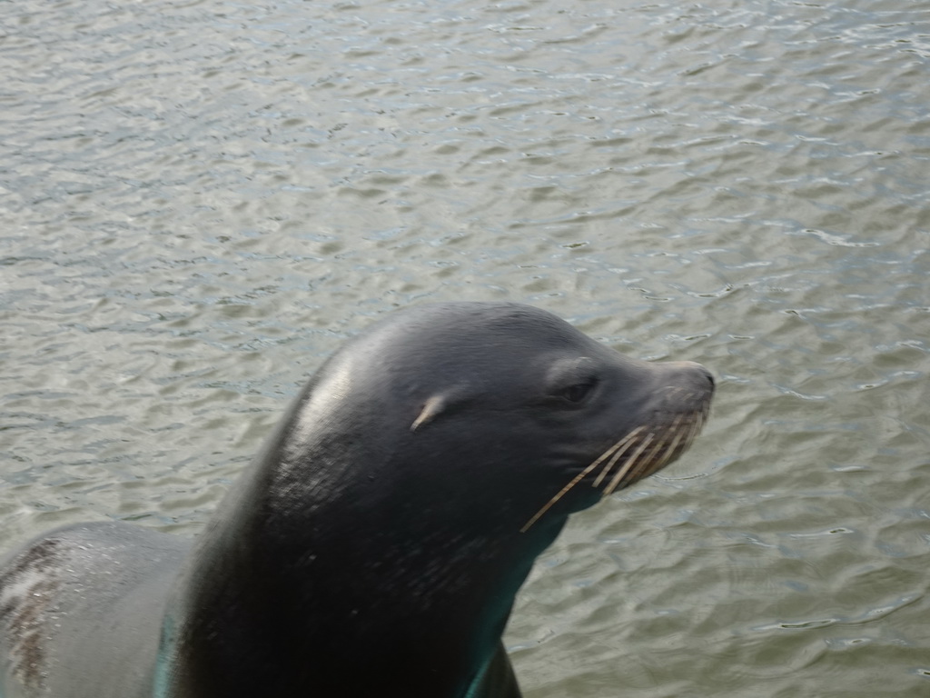 California Sea Lion at the Deltapark Neeltje Jans