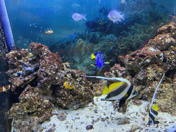 Clownfishes, Blue Tangs, other fishes and coral at the Blue Reef Aquarium at the Deltapark Neeltje Jans