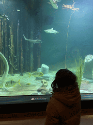 Max looking at Sharks and other fishes at the Blue Reef Aquarium at the Deltapark Neeltje Jans
