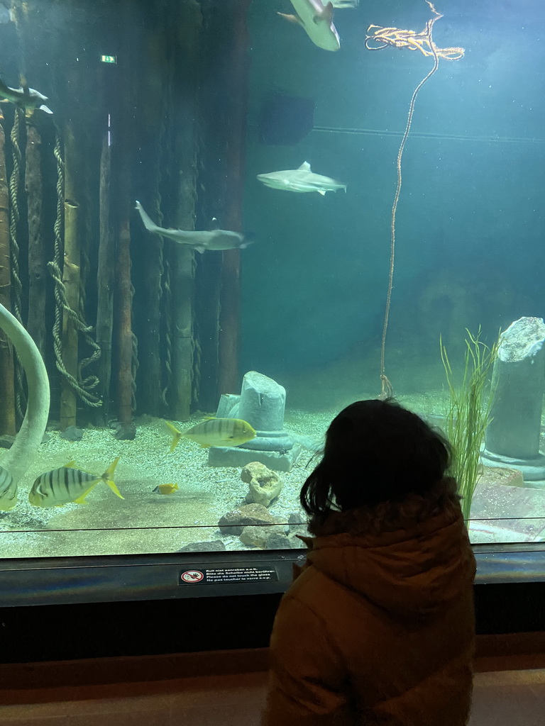 Max looking at Sharks and other fishes at the Blue Reef Aquarium at the Deltapark Neeltje Jans