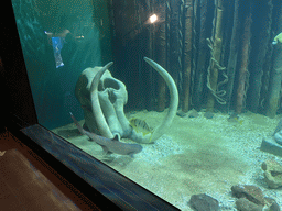 Skull, Shark and other fishes at the Blue Reef Aquarium at the Deltapark Neeltje Jans