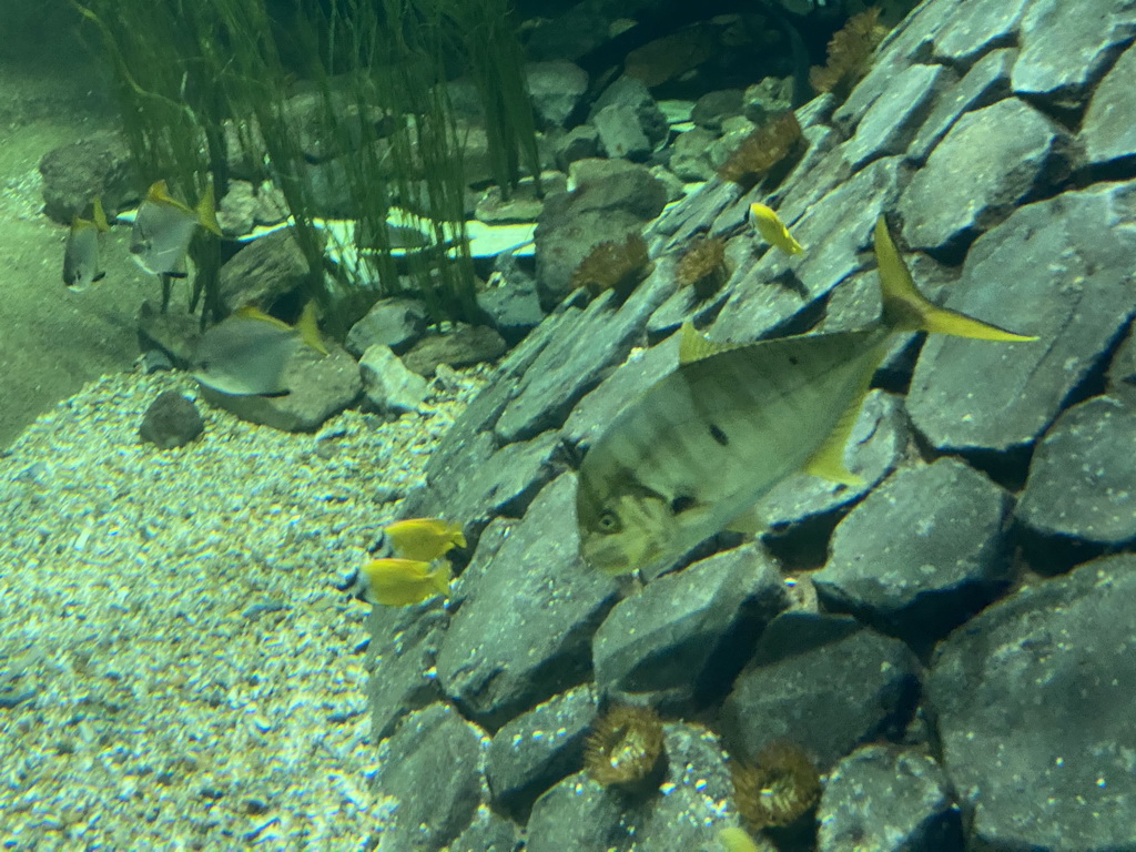 Fishes at the Blue Reef Aquarium at the Deltapark Neeltje Jans