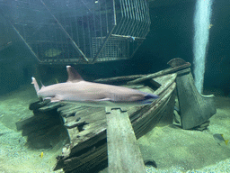 Shark, other fishes and shipwreck at the Blue Reef Aquarium at the Deltapark Neeltje Jans