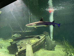 Sharks, other fishes and shipwreck at the Blue Reef Aquarium at the Deltapark Neeltje Jans
