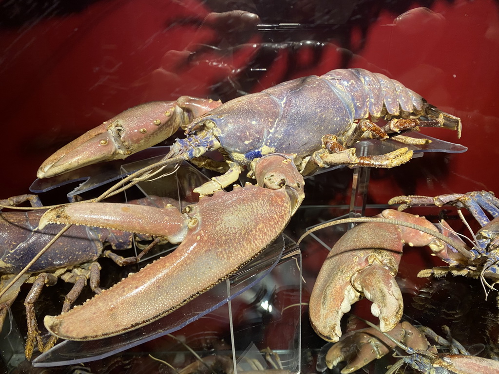 Stuffed Lobsters at the Blue Reef Aquarium at the Deltapark Neeltje Jans