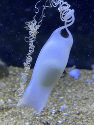 Shark egg at the Blue Reef Aquarium at the Deltapark Neeltje Jans