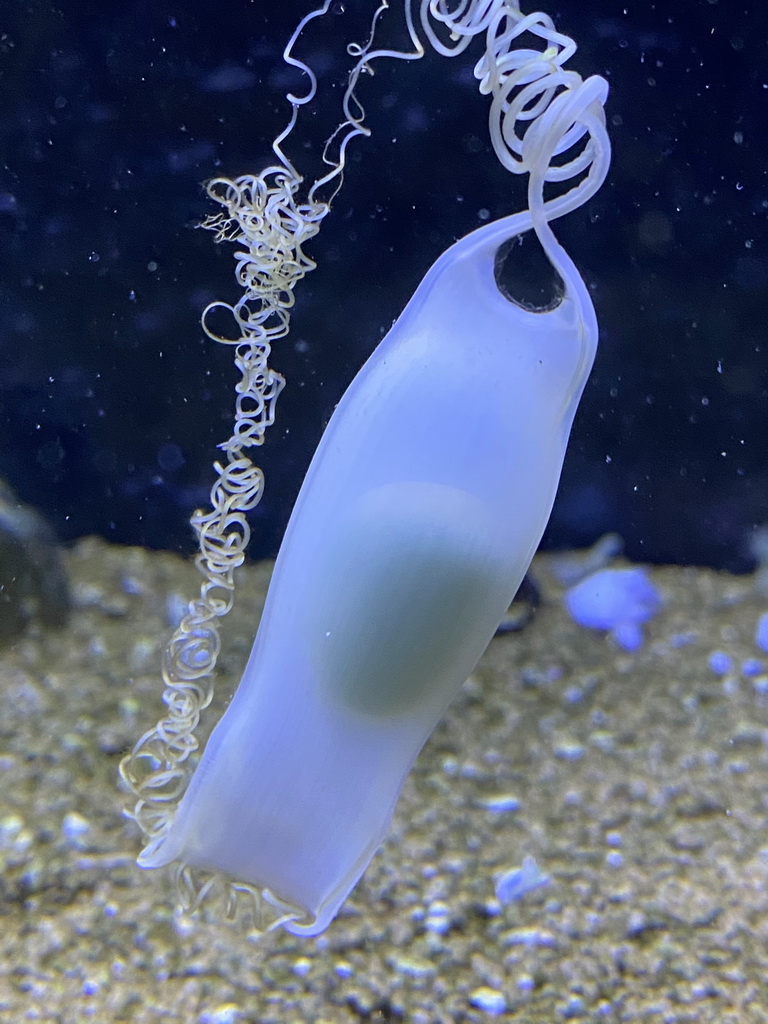 Shark egg at the Blue Reef Aquarium at the Deltapark Neeltje Jans