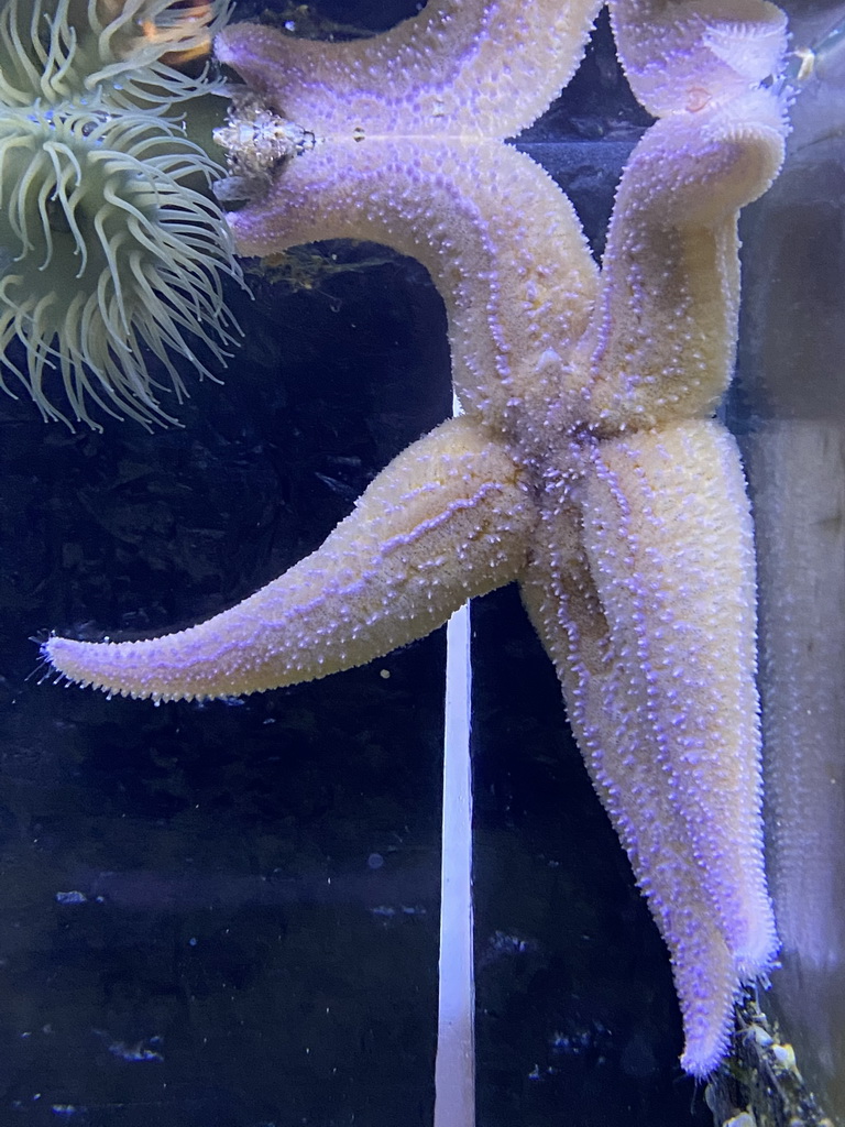 Starfish and Sea Anemone at the Blue Reef Aquarium at the Deltapark Neeltje Jans