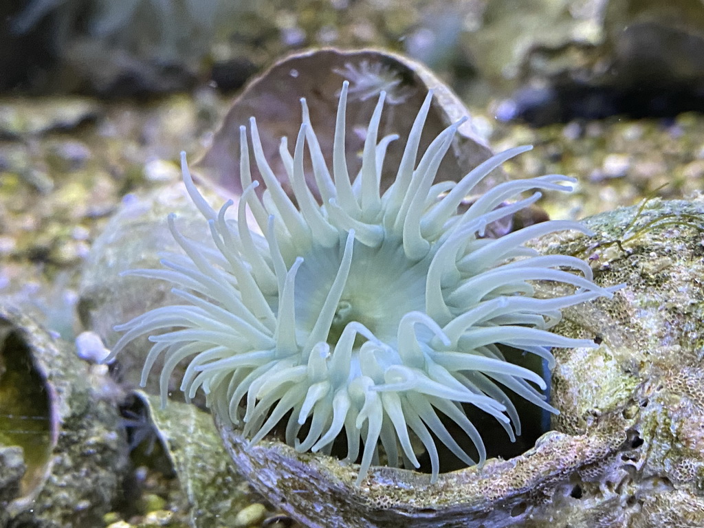 Sea Anemone at the Blue Reef Aquarium at the Deltapark Neeltje Jans