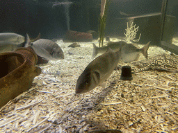 Fishes at the Blue Reef Aquarium at the Deltapark Neeltje Jans