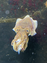 Squid at the Blue Reef Aquarium at the Deltapark Neeltje Jans