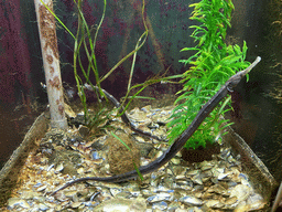 Pipefishes at the Blue Reef Aquarium at the Deltapark Neeltje Jans