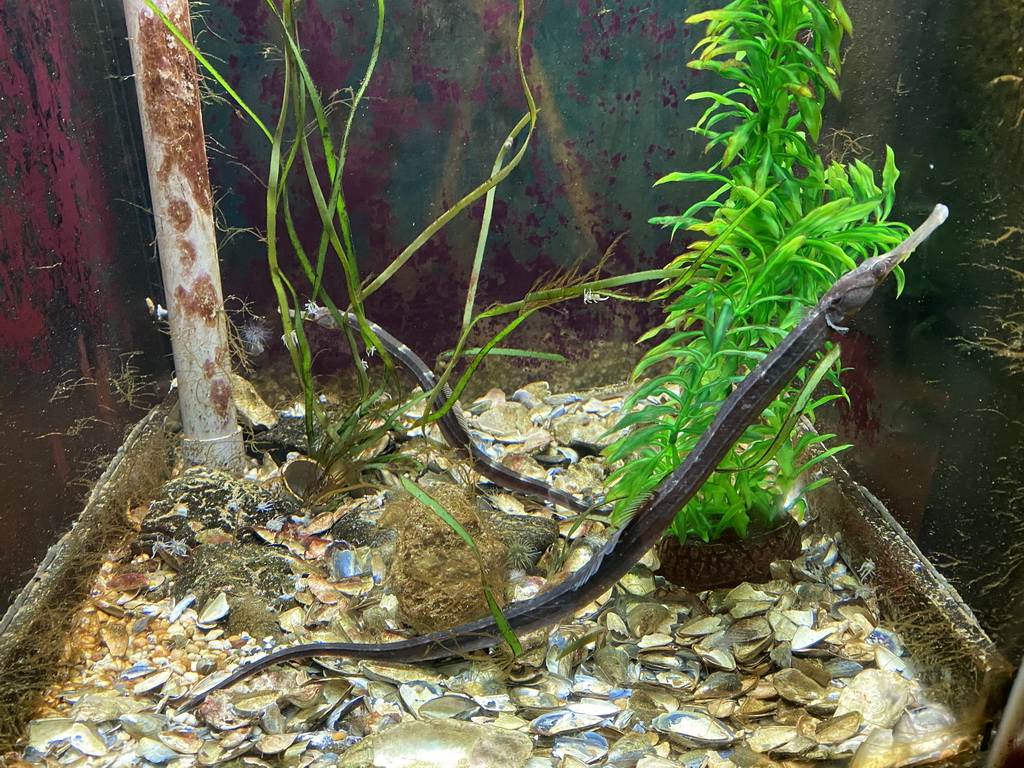 Pipefishes at the Blue Reef Aquarium at the Deltapark Neeltje Jans