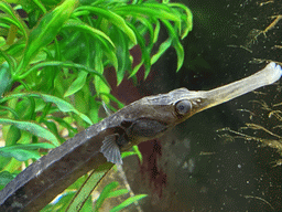 Pipefish at the Blue Reef Aquarium at the Deltapark Neeltje Jans