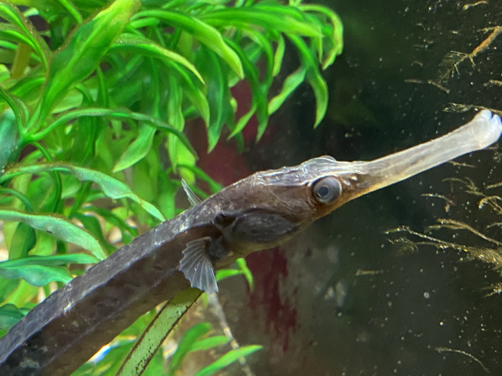 Pipefish at the Blue Reef Aquarium at the Deltapark Neeltje Jans