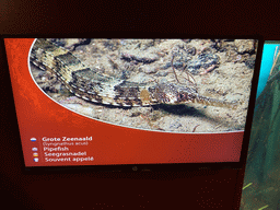 Explanation on the Pipefish at the Blue Reef Aquarium at the Deltapark Neeltje Jans