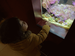 Max with Sea Anemones at the Blue Reef Aquarium at the Deltapark Neeltje Jans