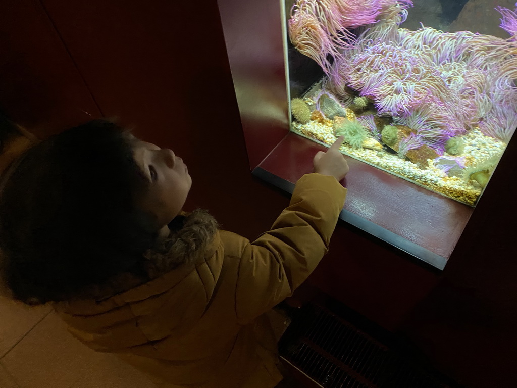 Max with Sea Anemones at the Blue Reef Aquarium at the Deltapark Neeltje Jans