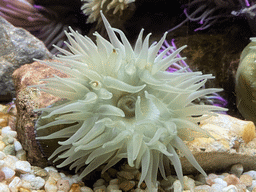 Sea Anemone at the Blue Reef Aquarium at the Deltapark Neeltje Jans