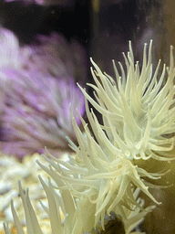 Sea Anemones at the Blue Reef Aquarium at the Deltapark Neeltje Jans