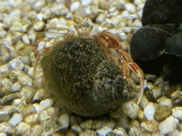 Hermit Crab at the Blue Reef Aquarium at the Deltapark Neeltje Jans