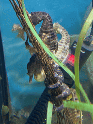 Seahorses at the Blue Reef Aquarium at the Deltapark Neeltje Jans