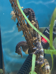 Seahorses at the Blue Reef Aquarium at the Deltapark Neeltje Jans