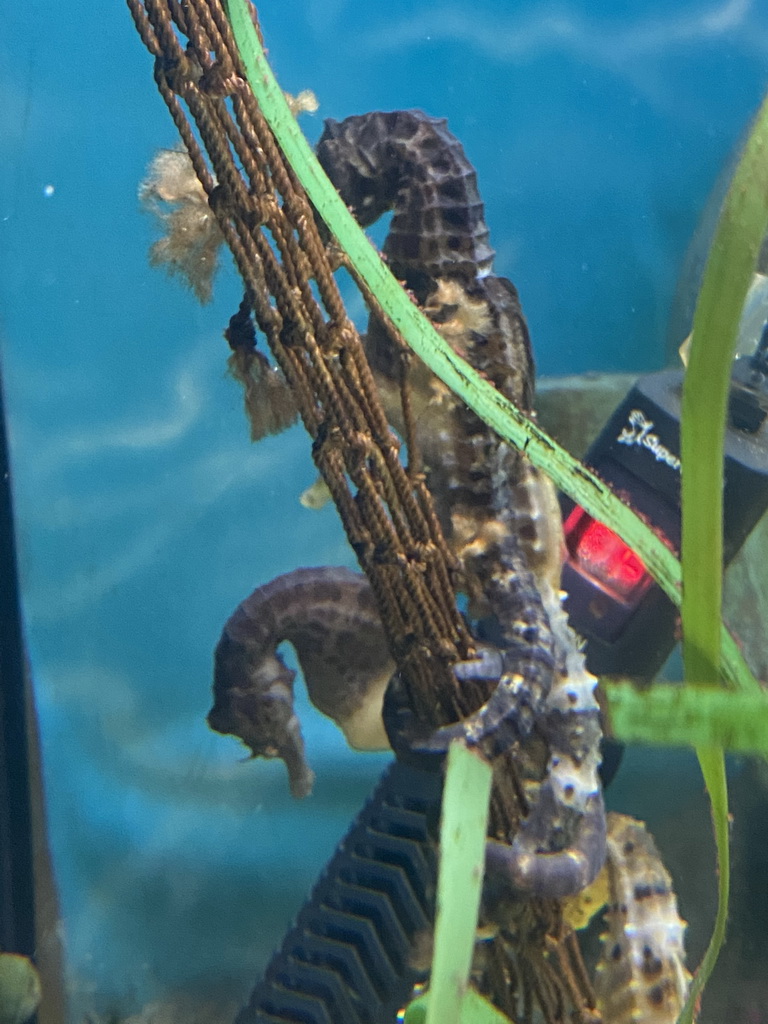 Seahorses at the Blue Reef Aquarium at the Deltapark Neeltje Jans