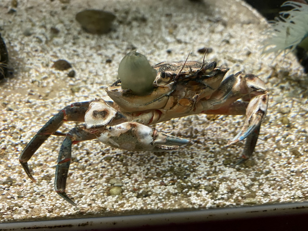 Crab at the Blue Reef Aquarium at the Deltapark Neeltje Jans