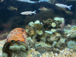 Fishes and Sea Anemones at the Blue Reef Aquarium at the Deltapark Neeltje Jans
