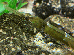 Pipefish at the Blue Reef Aquarium at the Deltapark Neeltje Jans