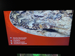 Explanation on the Pipefish at the Blue Reef Aquarium at the Deltapark Neeltje Jans