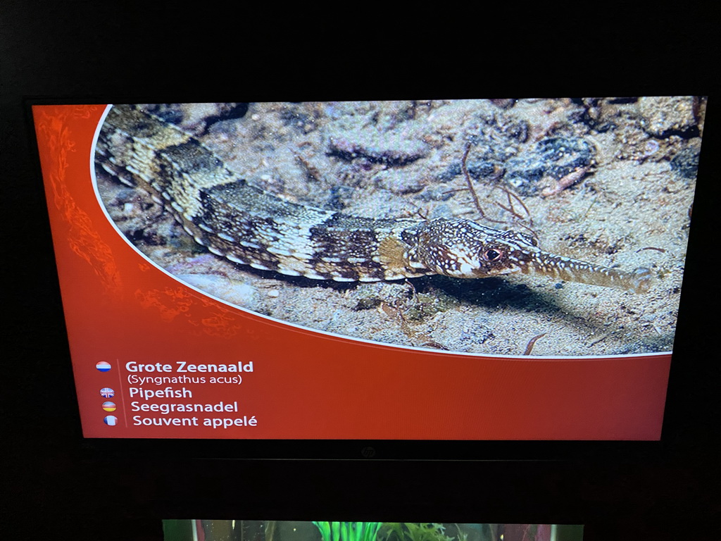 Explanation on the Pipefish at the Blue Reef Aquarium at the Deltapark Neeltje Jans