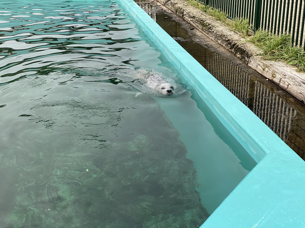 Seal at the Deltapark Neeltje Jans